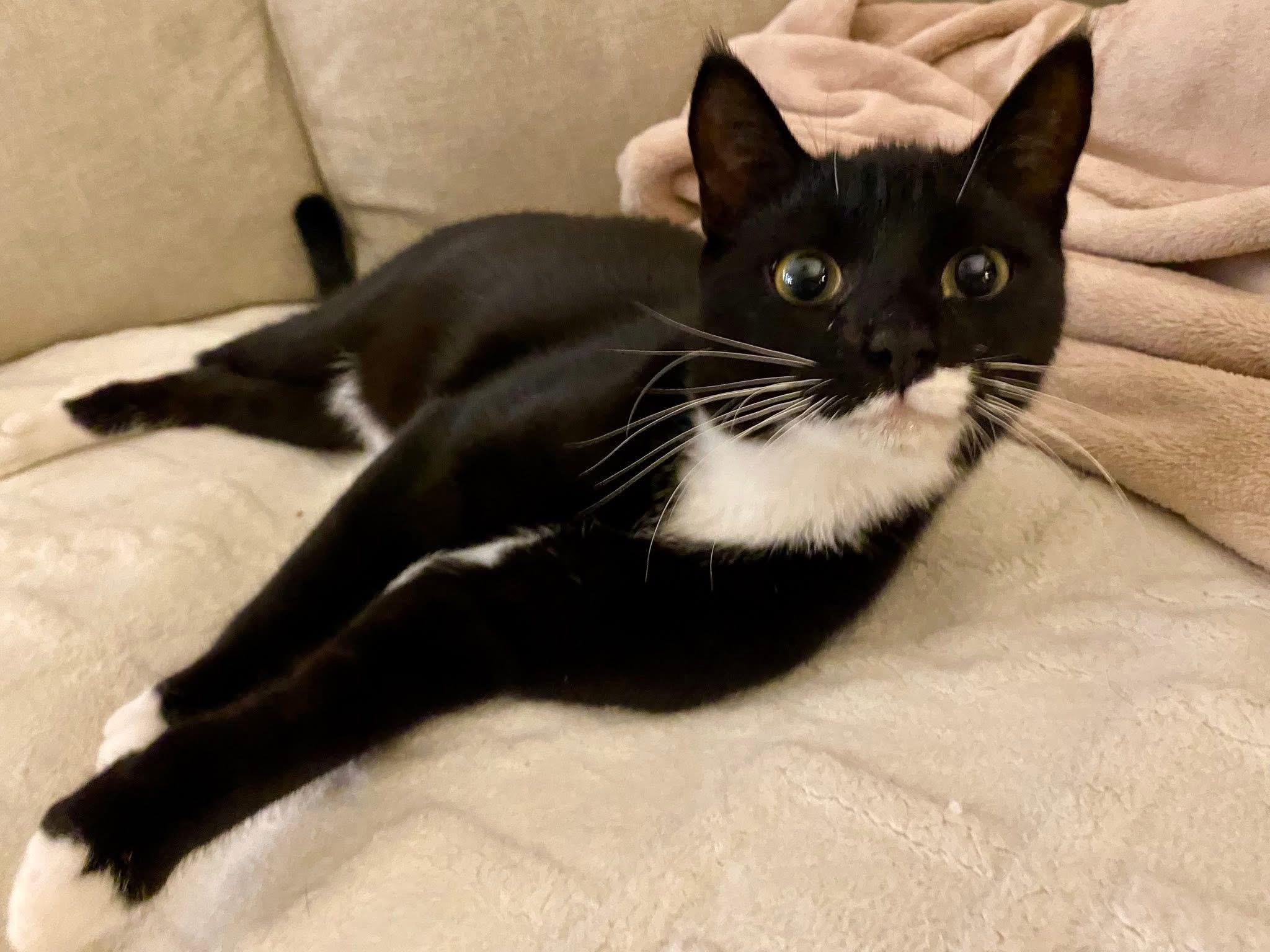 Timber & Ukulele (BONDED PAIR)