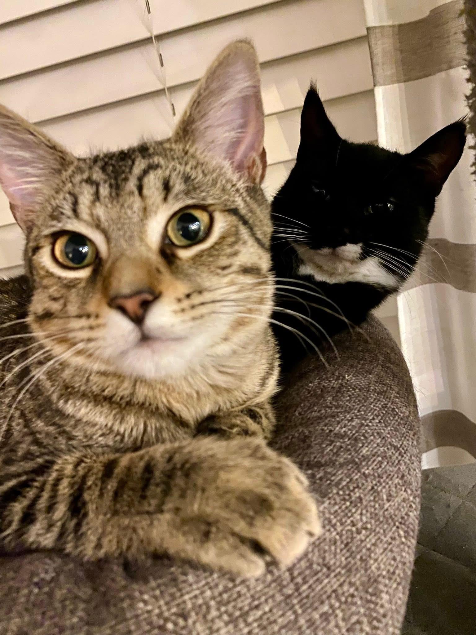 Timber & Ukulele (BONDED PAIR)