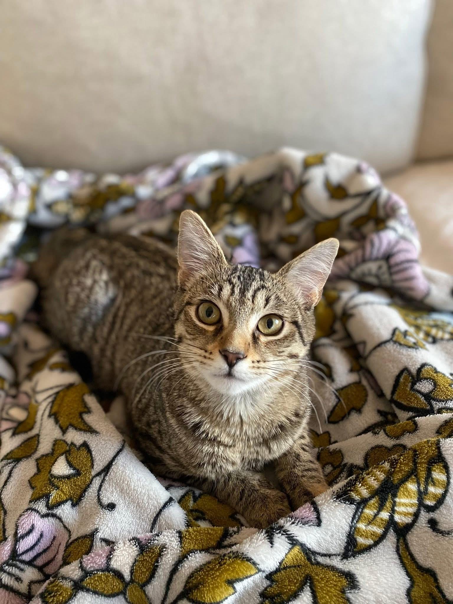 Timber & Ukulele (BONDED PAIR)