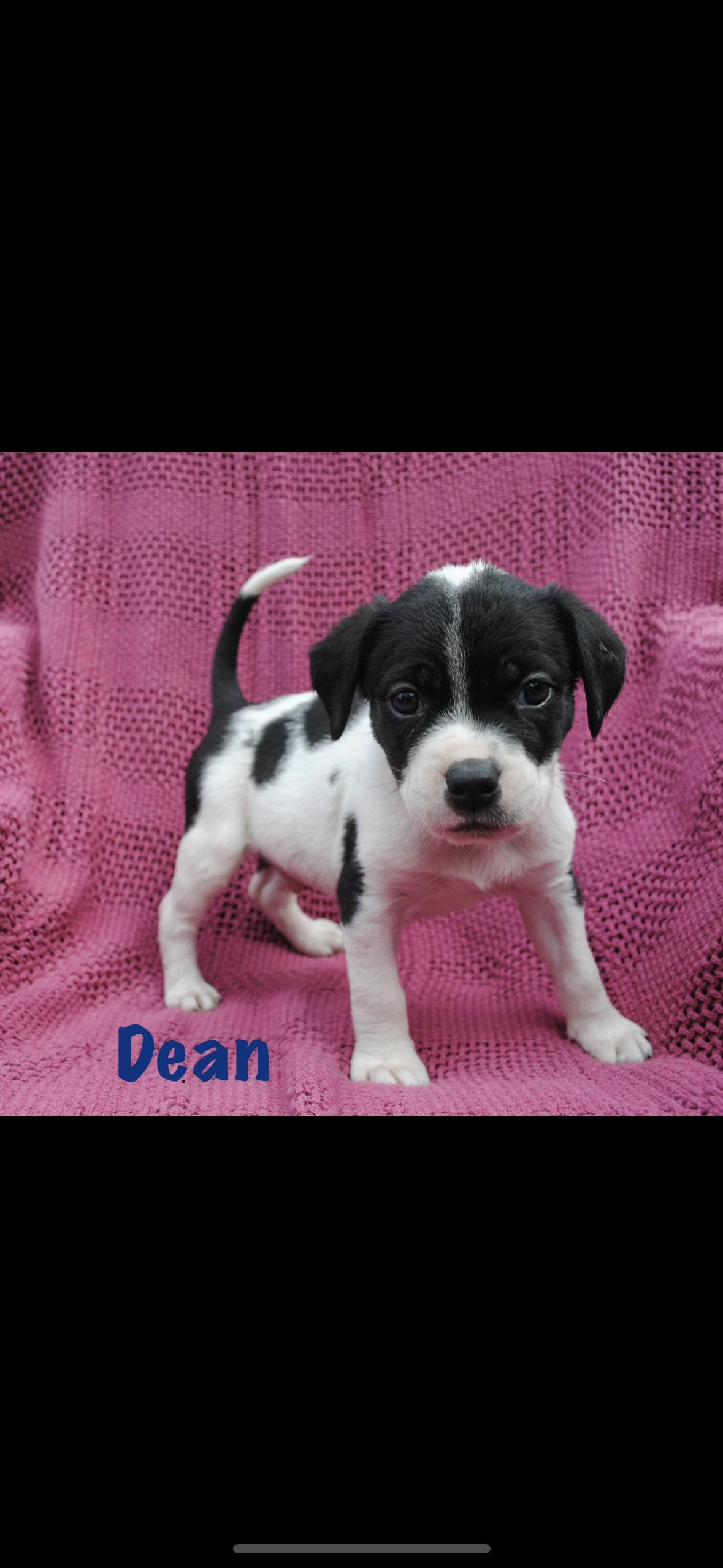 Dean, Adoptable, Puppy Male American Staffordshire Terrier.