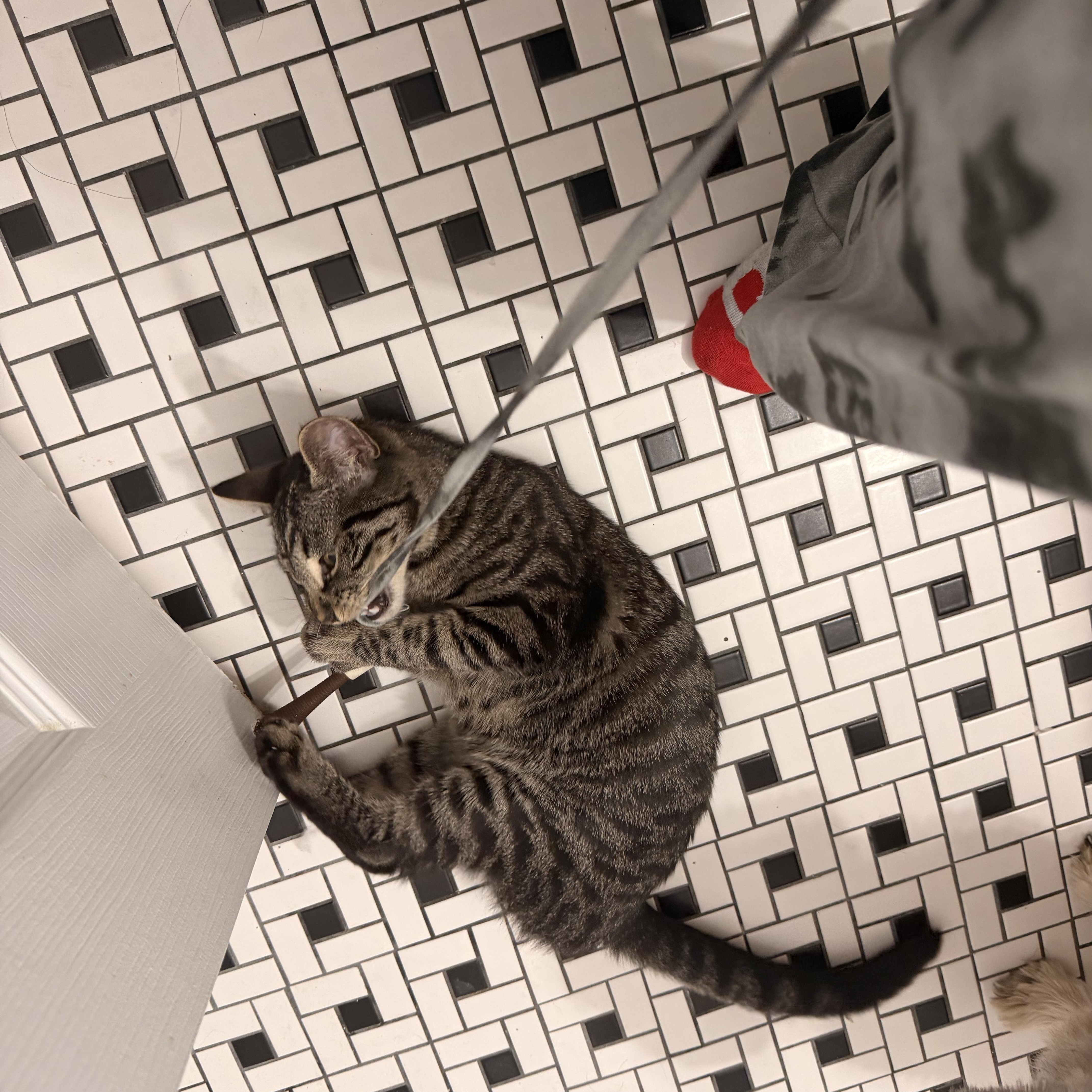 Enlarge Nova, a ADOPTABLE Domestic Short Hair in Pompton Lakes, NJ image 2/3