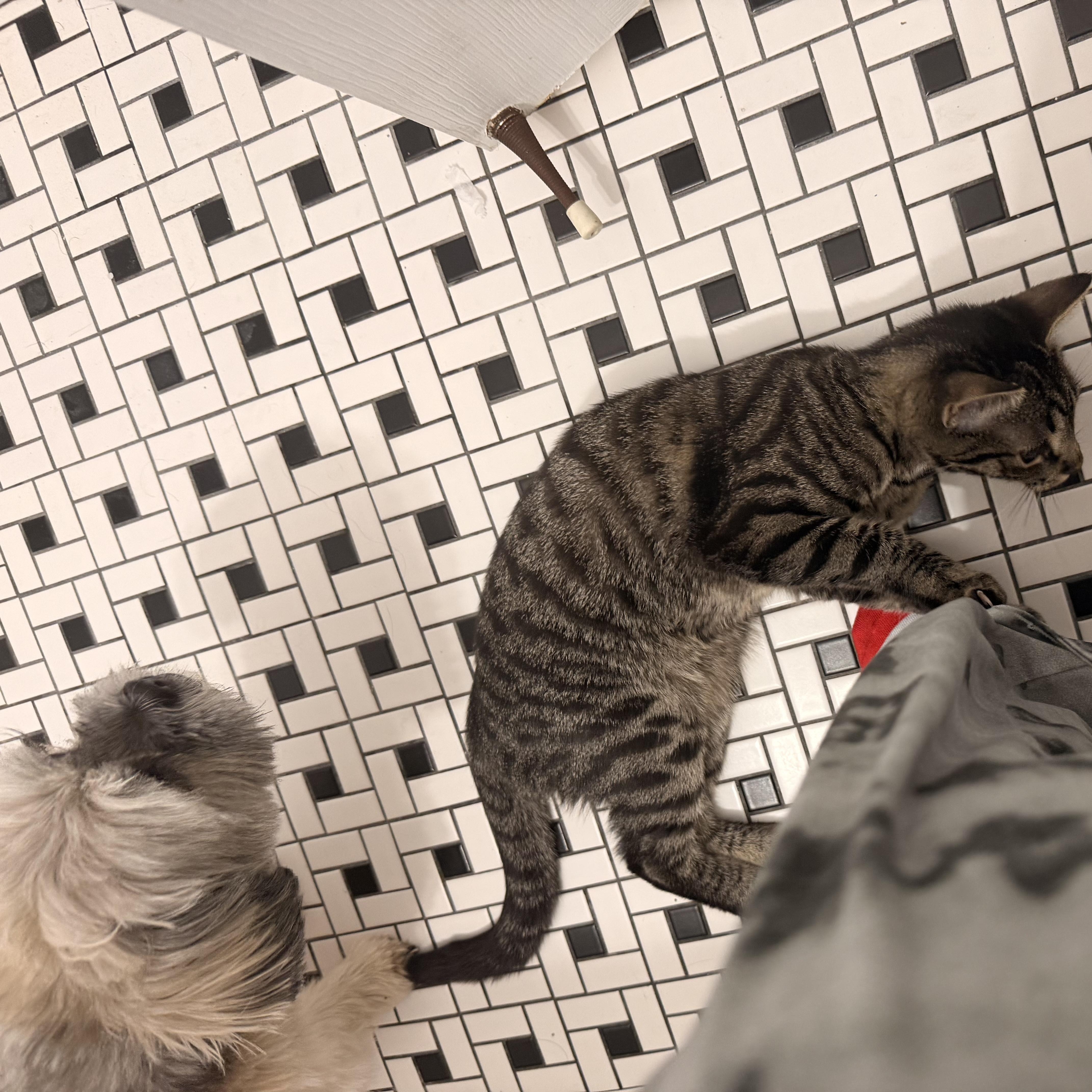 Enlarge Nova, a ADOPTABLE Domestic Short Hair in Pompton Lakes, NJ image 3/3