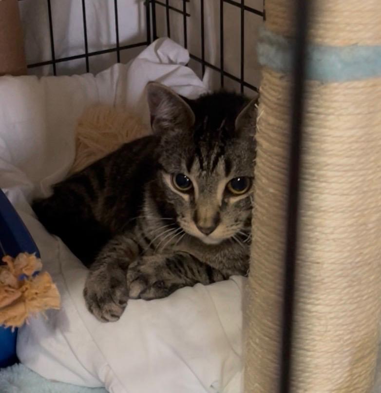 Nova, ADOPTABLE, Young Female Domestic Short Hair.