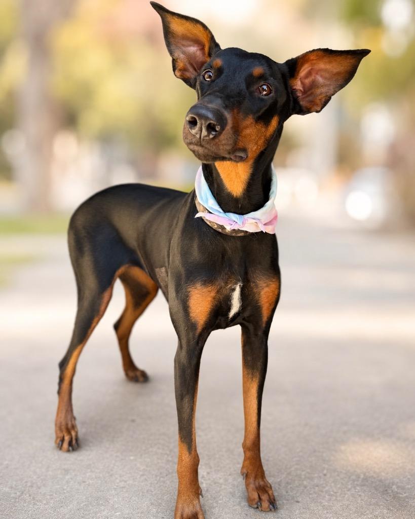 Enlarge Angela, a Adoptable Doberman Pinscher in Reno, NV image 3/6