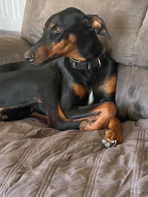 Enlarge Angela, a Adoptable Doberman Pinscher in Reno, NV image 4/6