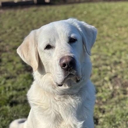 Roy, Adoptable, Adult Male Mixed Breed.