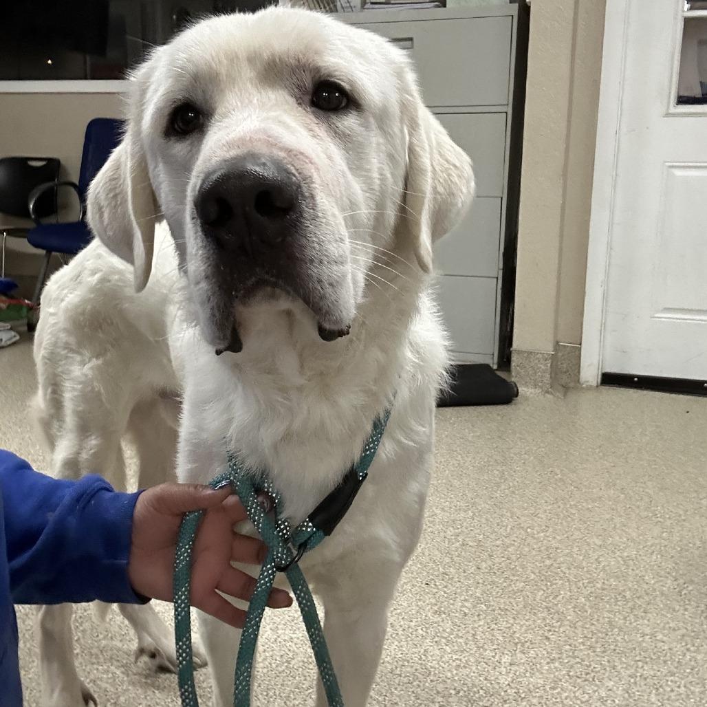 Enlarge Roy, a Adoptable Mixed Breed in Medford, OR image 1/1