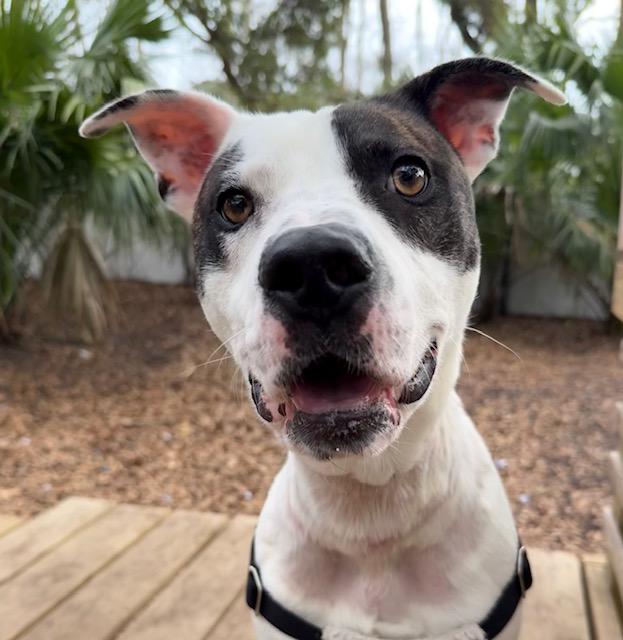 Nibblet, ADOPTABLE, Young Male Mixed Breed.