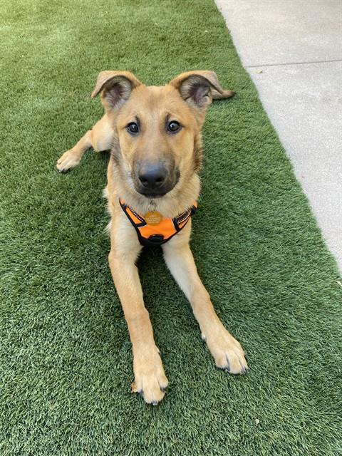 Enlarge HONEYBEE - ADOPTION PENDING, a Adoptable German Shepherd Dog in Ontario, CA image 1/1