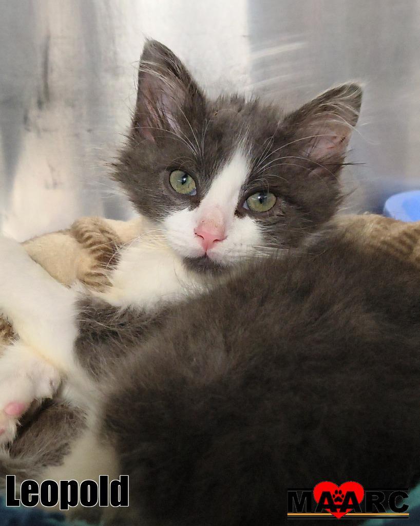 Leopold, Adoptable, Kitten Male Domestic Medium Hair.