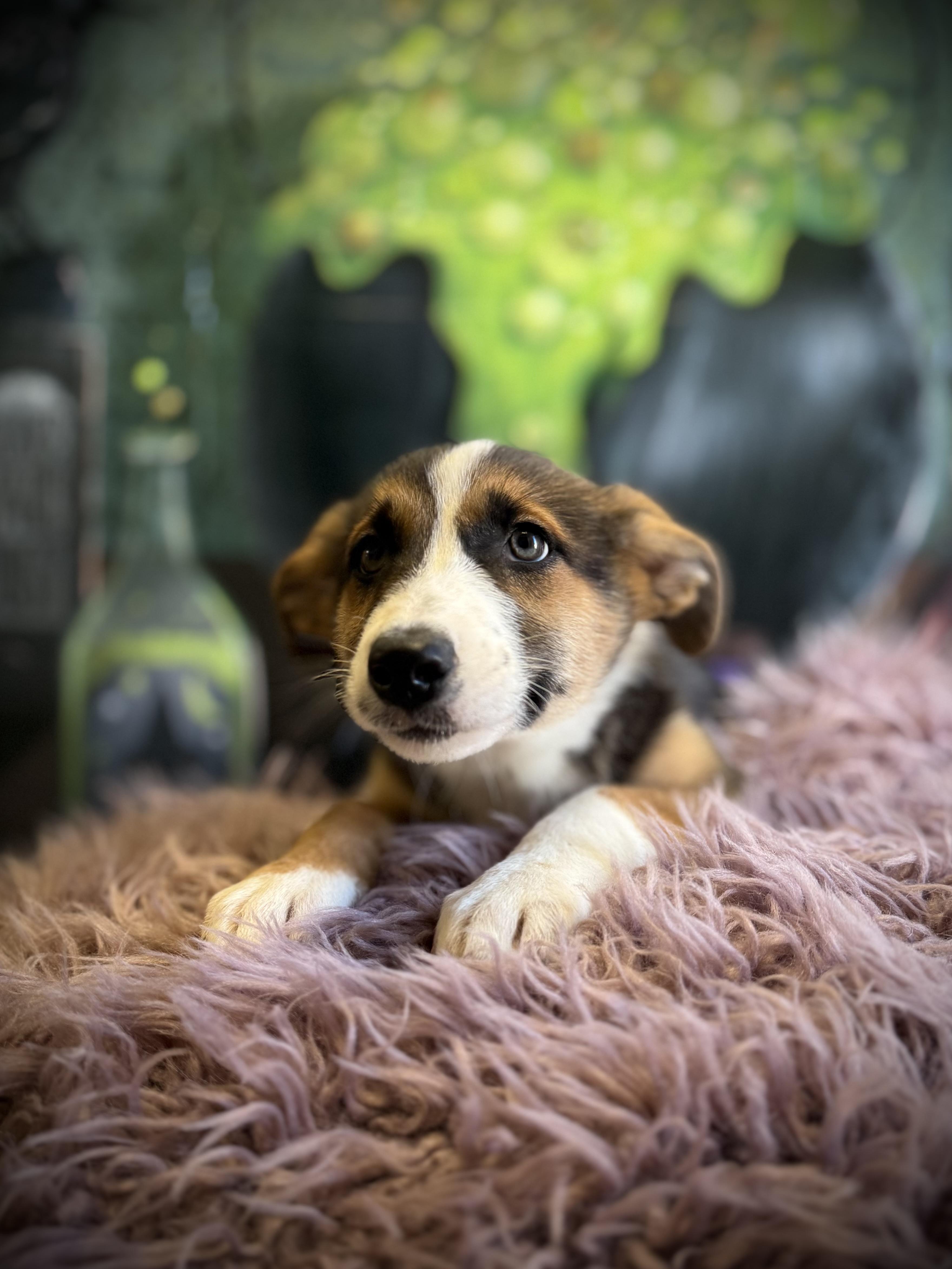 Enlarge Bowrider, a Adoptable mixed breed in Eagle, CO image 2/6