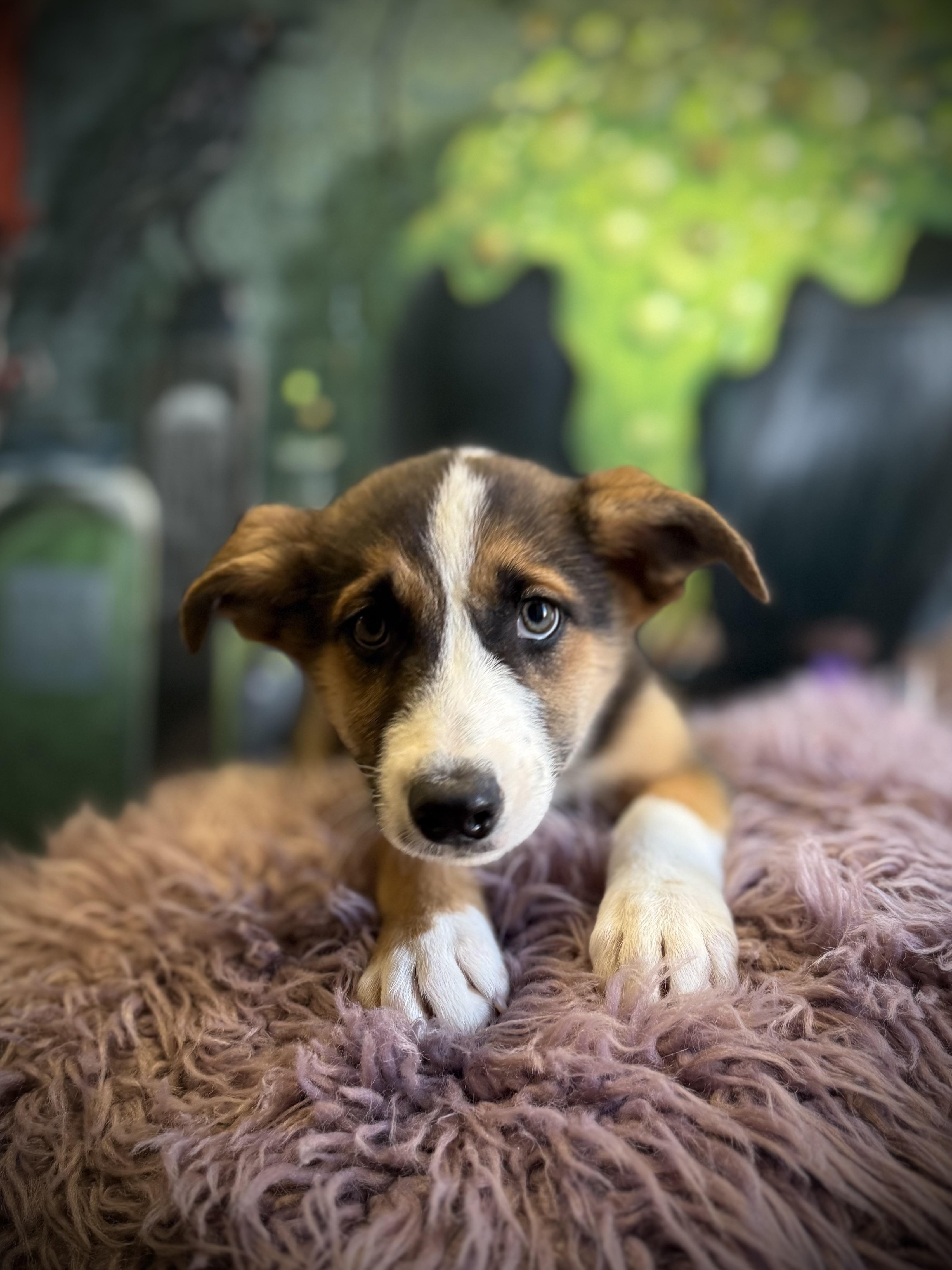 Bowrider, Adoptable, Puppy Male German Shepherd Dog & Australian Cattle Dog / Blue Heeler.