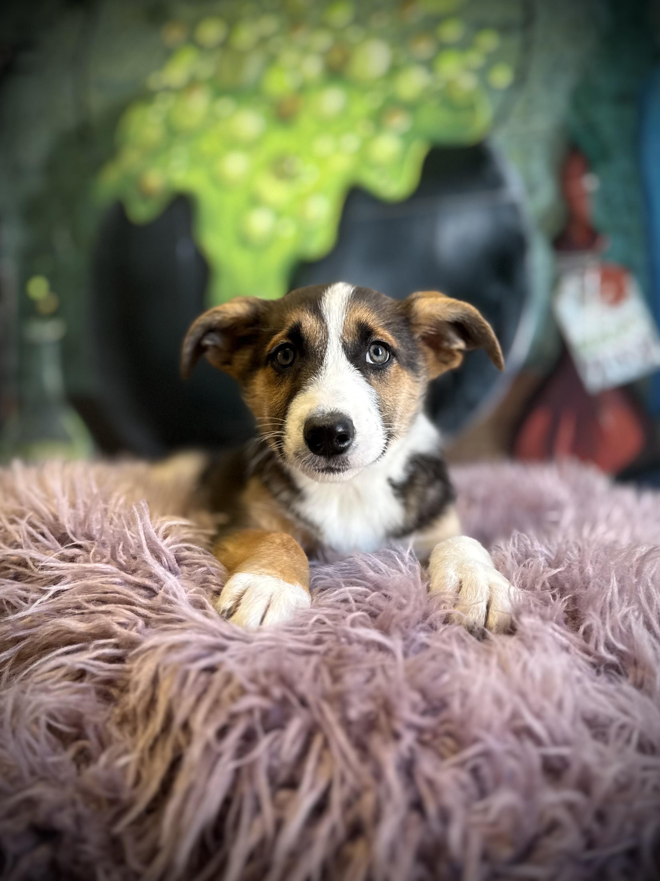 Enlarge Bowrider, a Adoptable mixed breed in Eagle, CO image 6/6