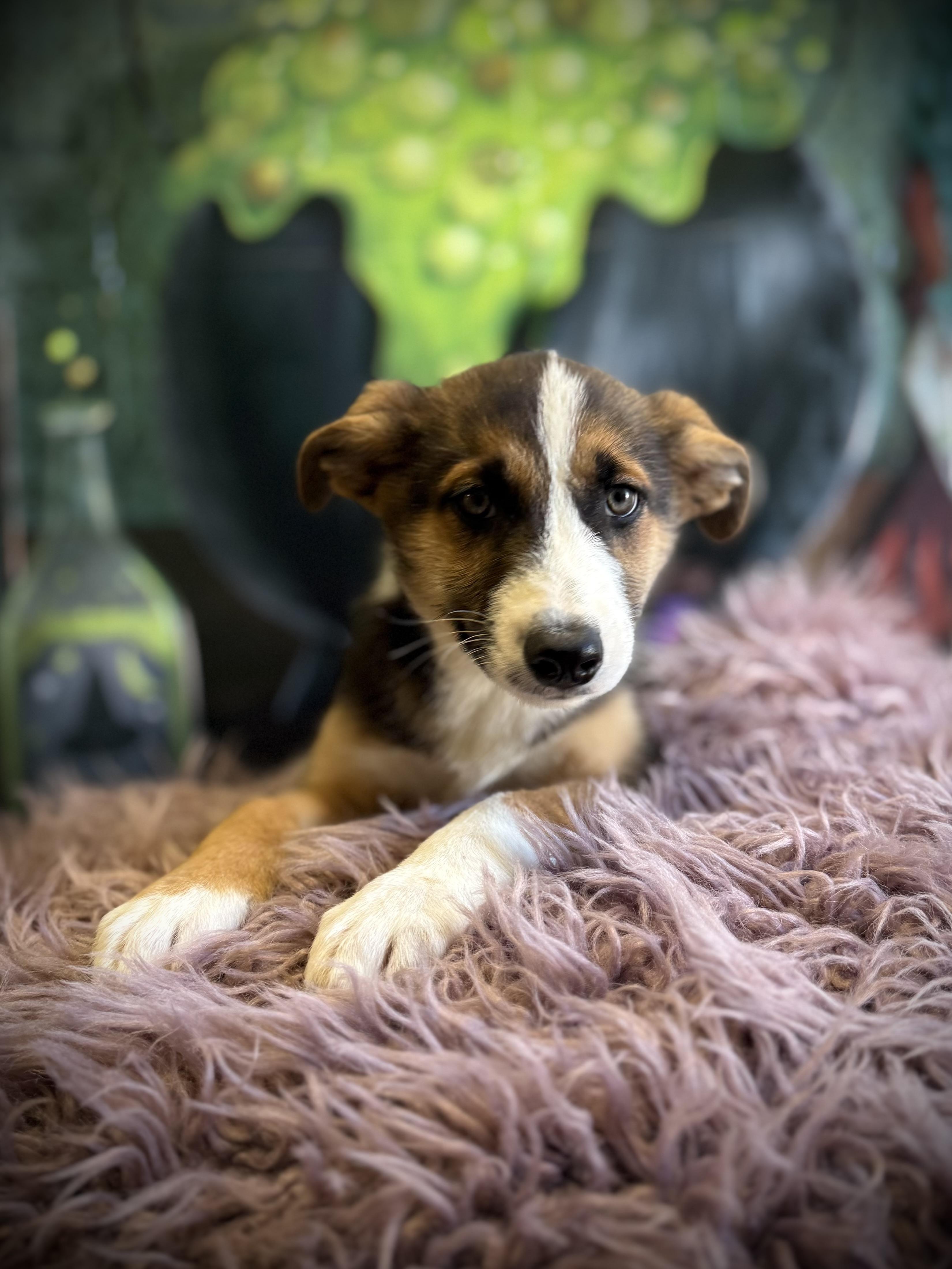 Enlarge Bowrider, a Adoptable mixed breed in Eagle, CO image 3/6