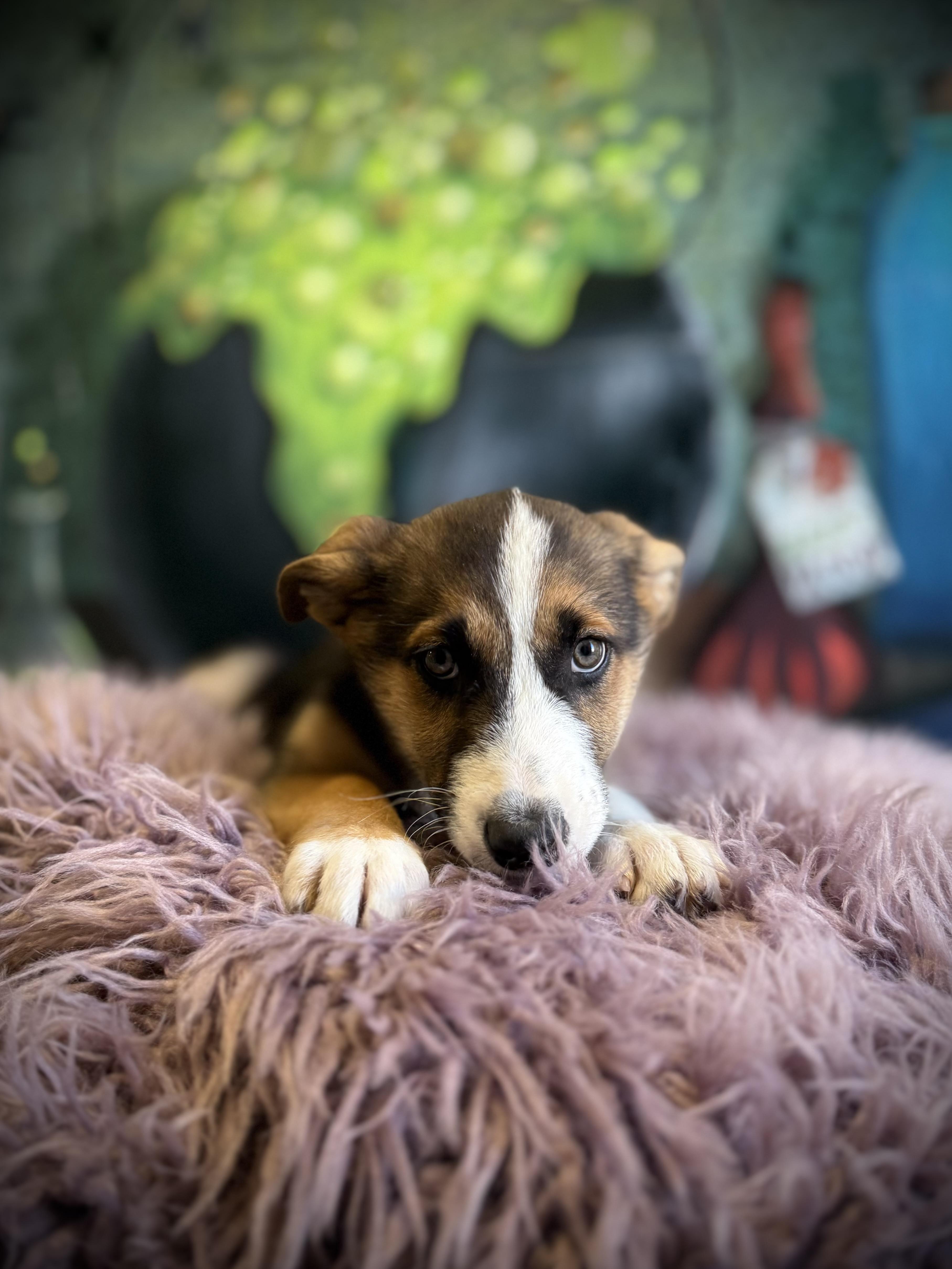 Enlarge Bowrider, a Adoptable mixed breed in Eagle, CO image 4/6