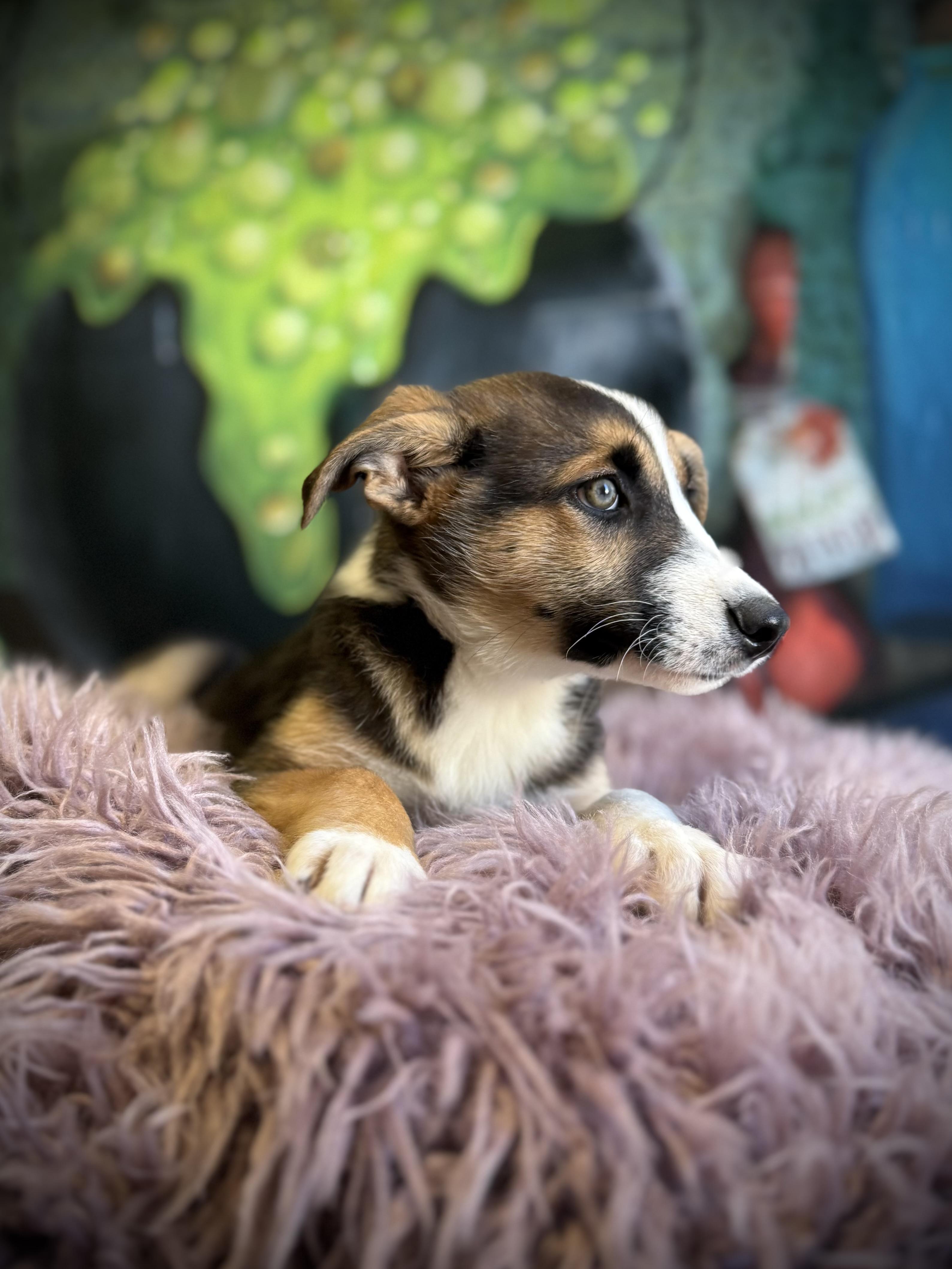 Enlarge Bowrider, a Adoptable mixed breed in Eagle, CO image 5/6