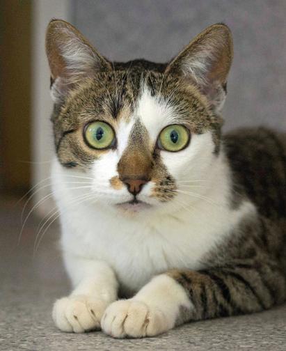 Enlarge Pickwicke, a Adoptable mixed breed in Mountain Center, CA image 1/4