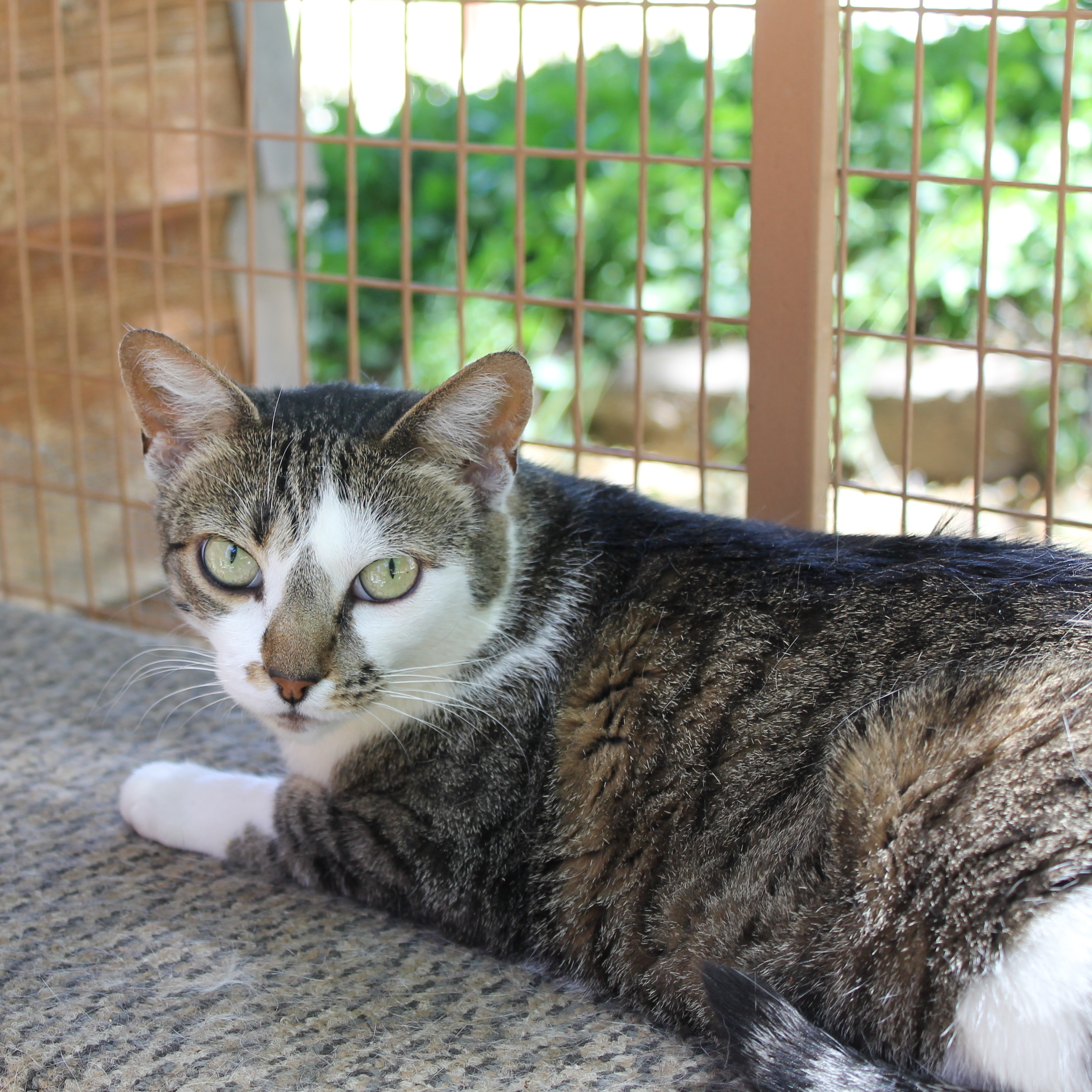 Enlarge Pickwicke, a Adoptable mixed breed in Mountain Center, CA image 2/4