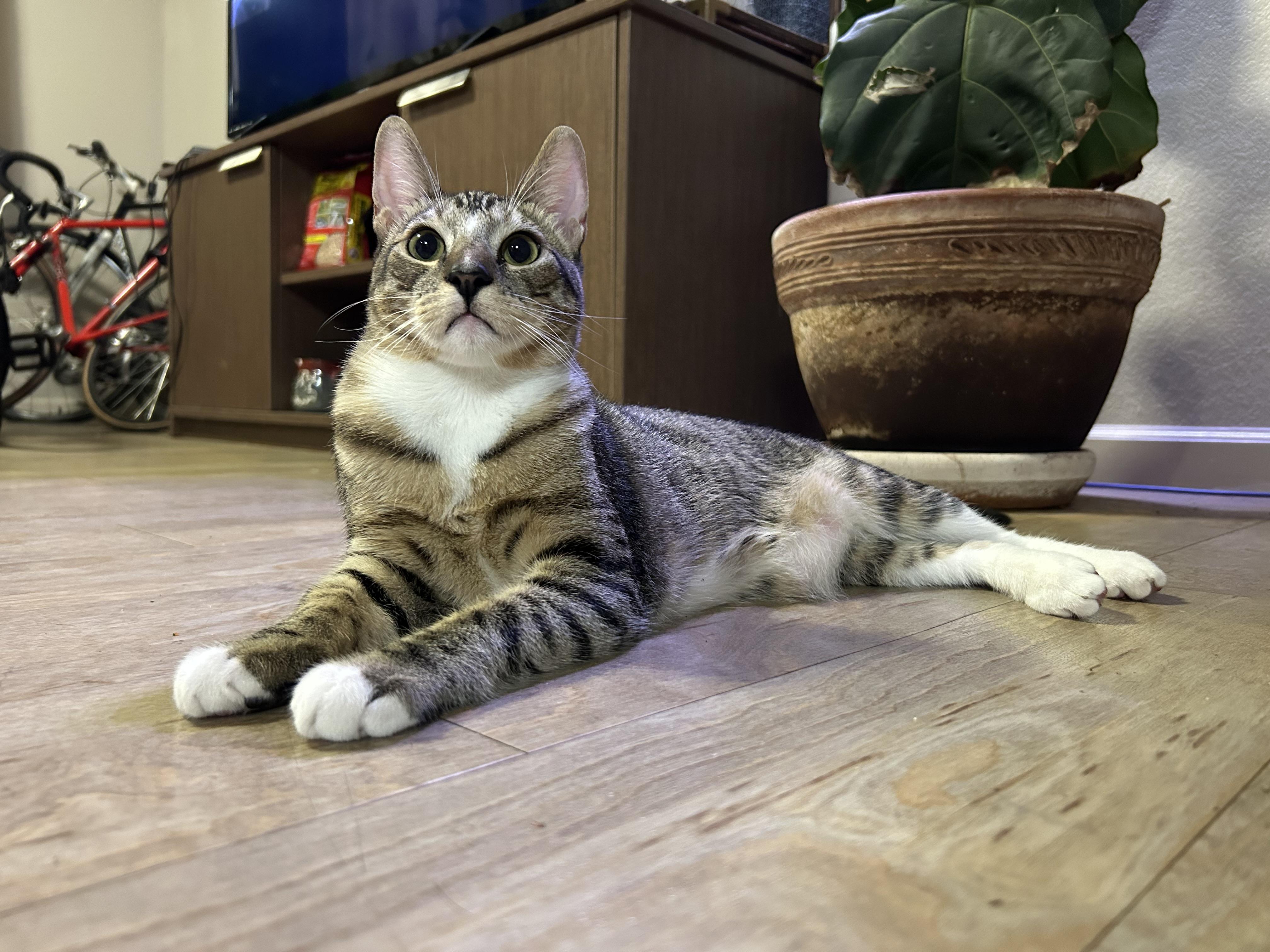 Enlarge Viktor, a Adoptable Domestic Short Hair in Davis, CA image 1/6