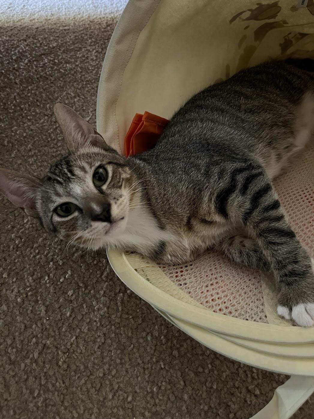 Enlarge Viktor, a Adoptable Domestic Short Hair in Davis, CA image 4/6