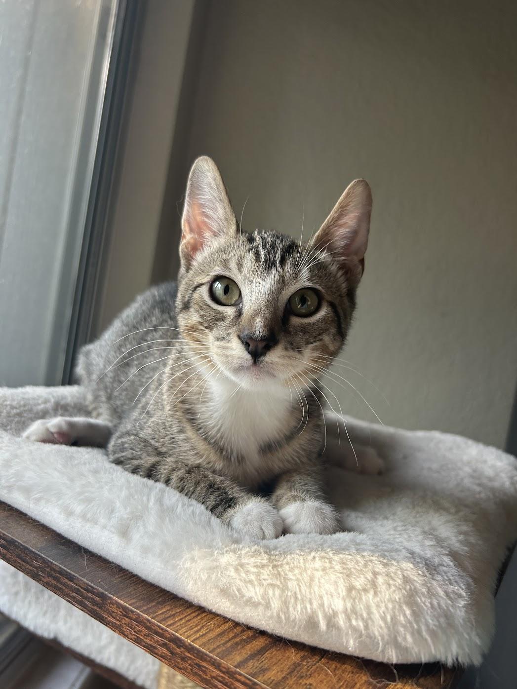 Enlarge Viktor, a Adoptable Domestic Short Hair in Davis, CA image 5/6