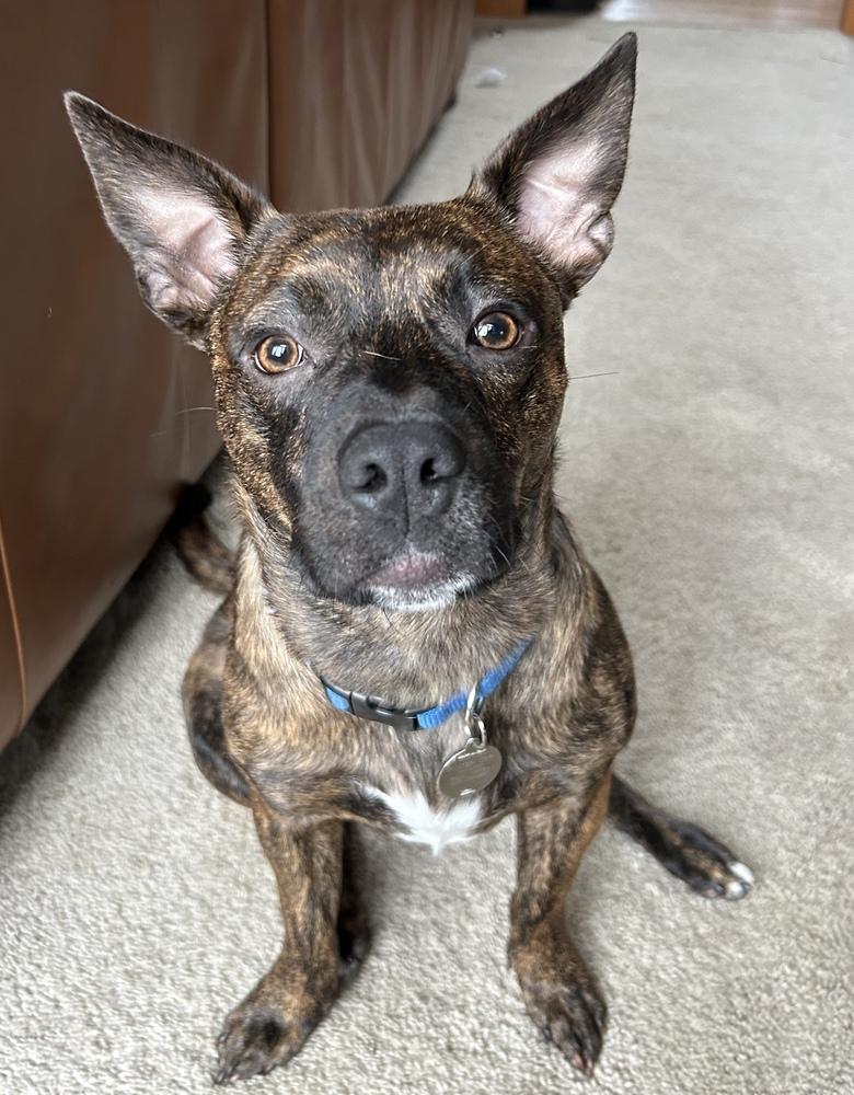 Cash, Adoptable, Young Male Mixed Breed.