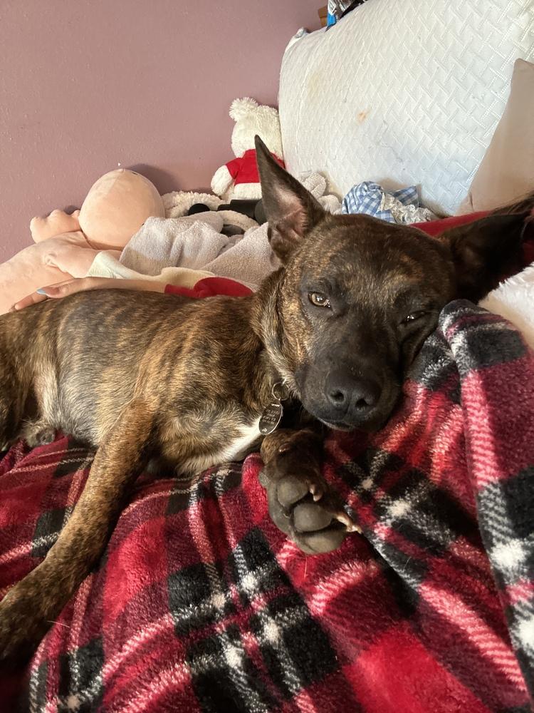 Cash, Adoptable, Young Male Pit Bull Terrier & Corgi.