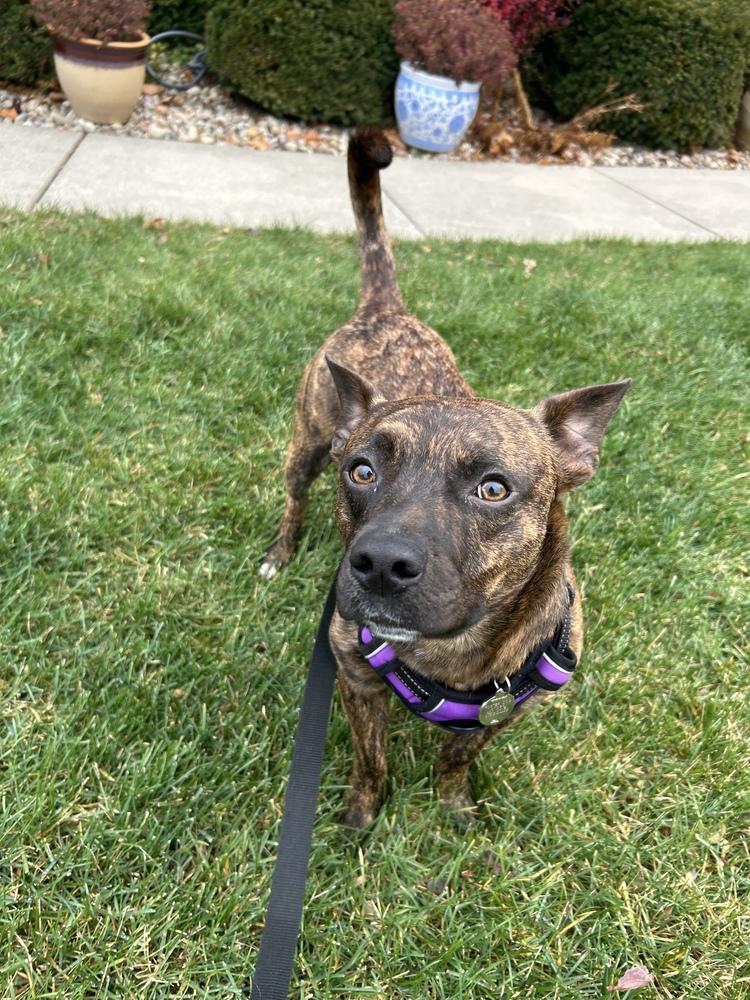 Enlarge Cash, a Adoptable mixed breed in Deerfield, WI image 2/5