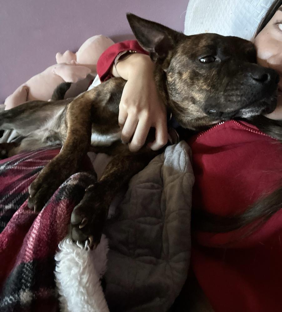 Enlarge Cash, a Adoptable mixed breed in Deerfield, WI image 4/5