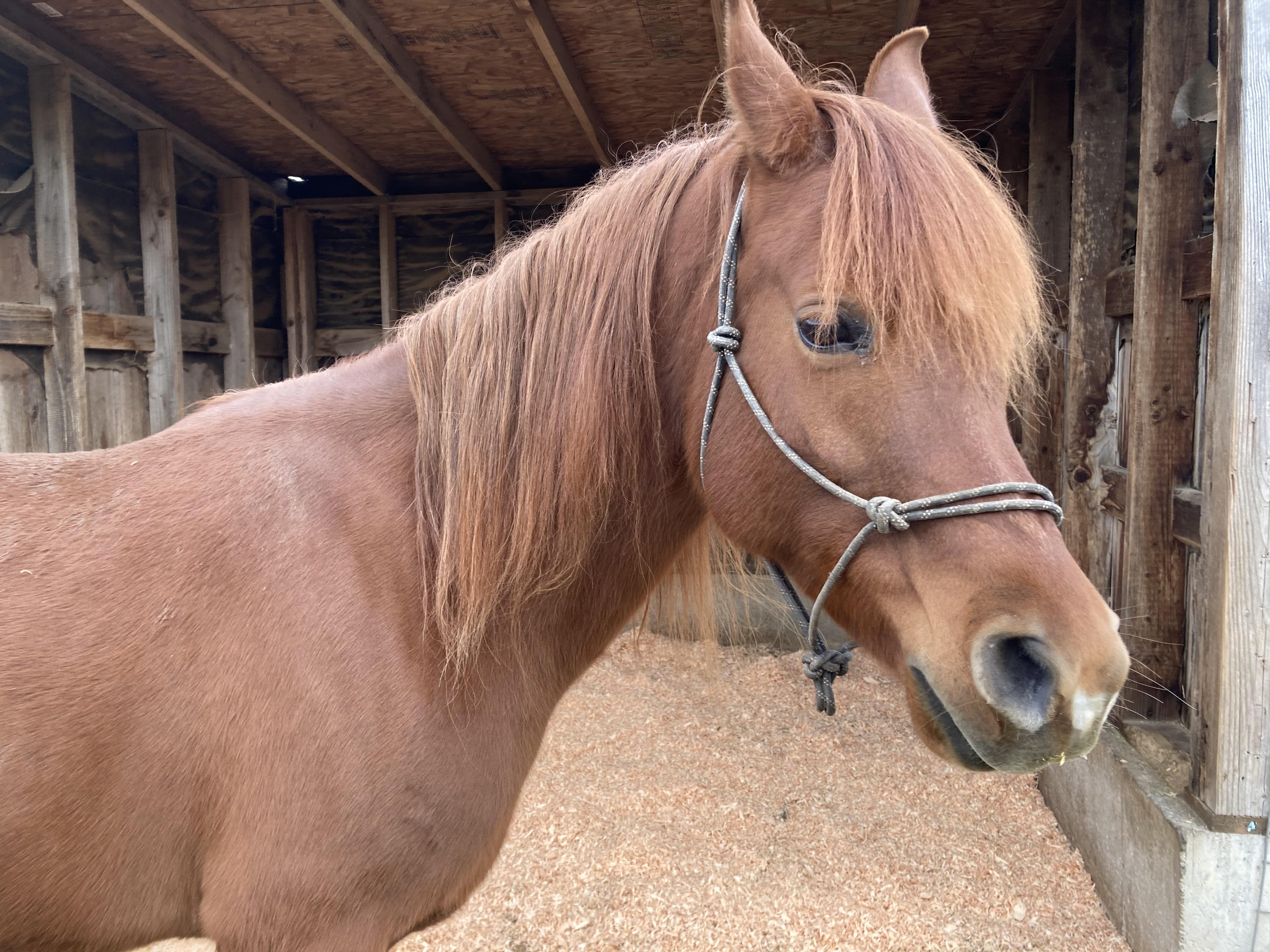 Sriracha, Adoptable, Adult Male Arabian.