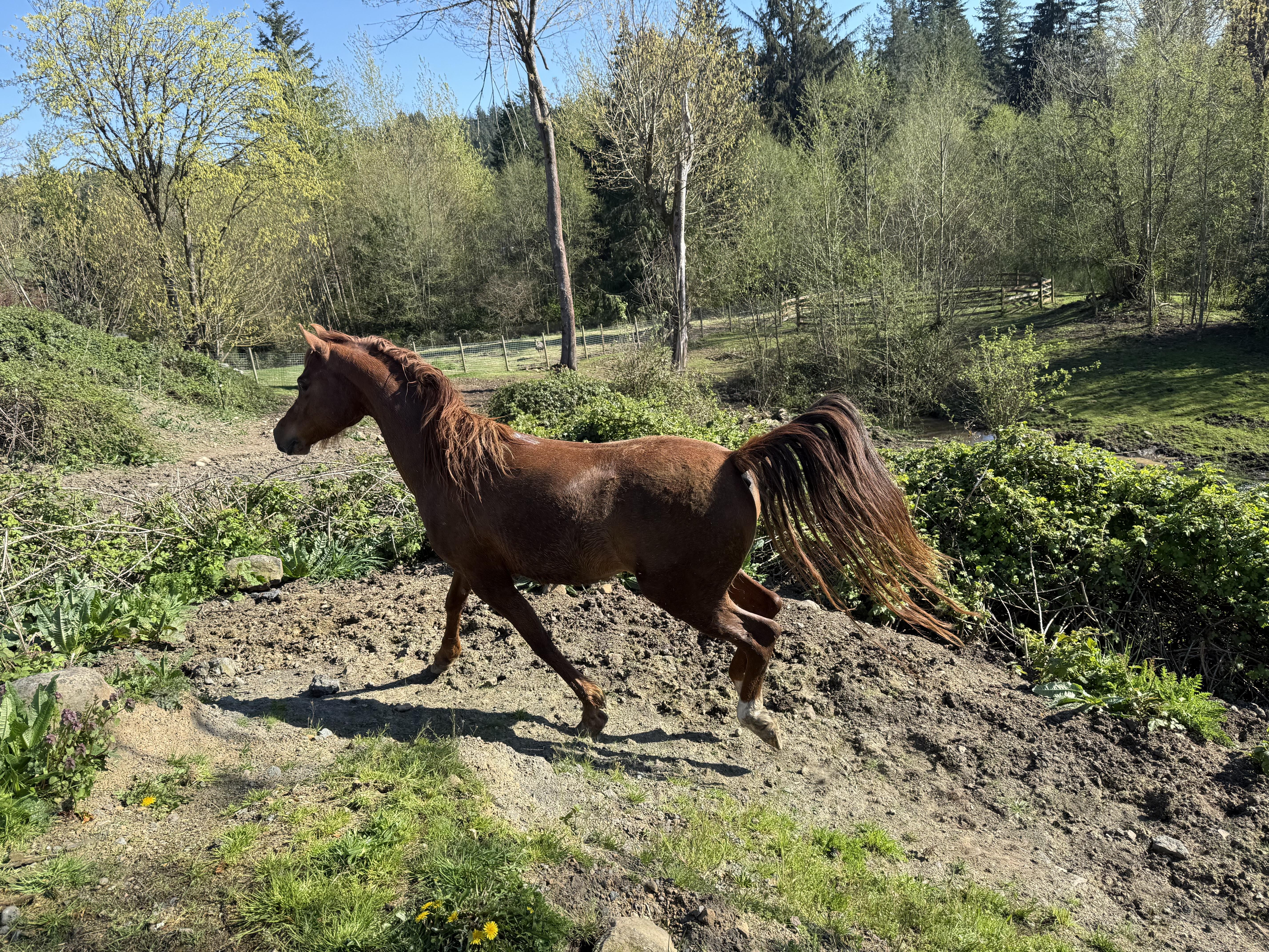 Enlarge Sriracha, a Adoptable Arabian in Quilcene, WA image 3/6