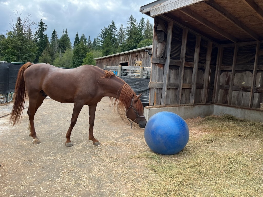 Enlarge Sriracha, a Adoptable Arabian in Quilcene, WA image 4/6