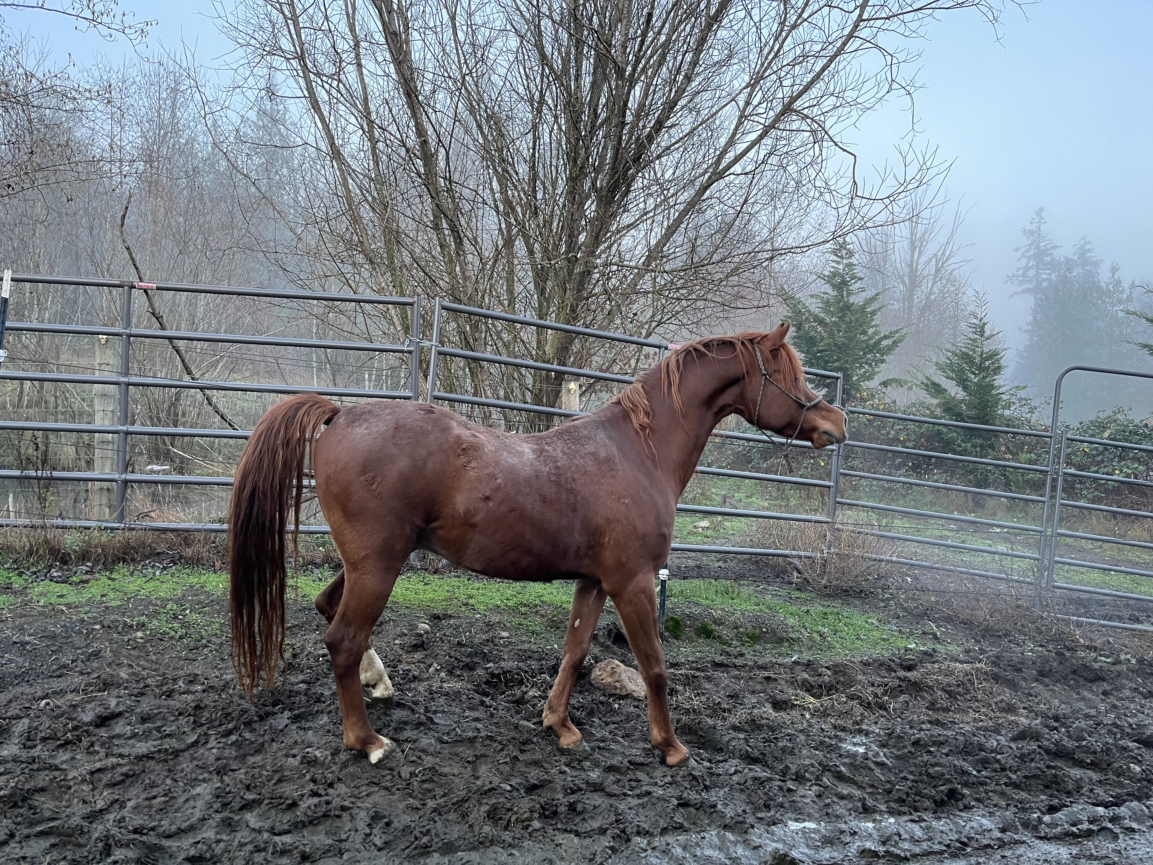 Enlarge Sriracha, a Adoptable Arabian in Quilcene, WA image 5/6
