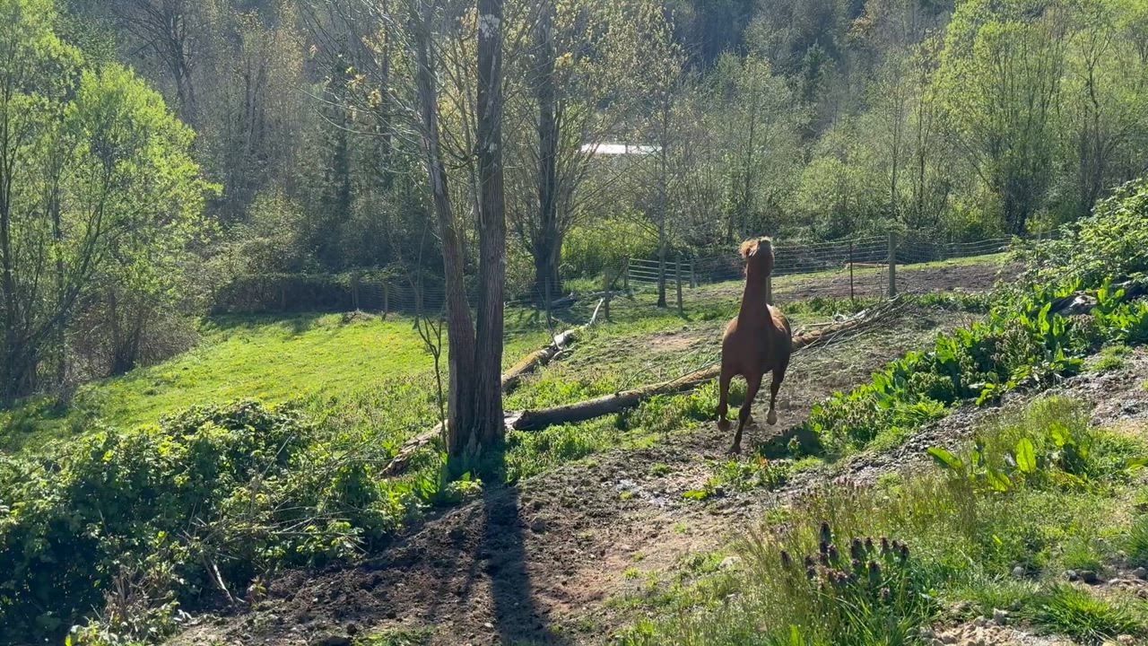 Enlarge Sriracha, a Adoptable Arabian in Quilcene, WA video 6/6