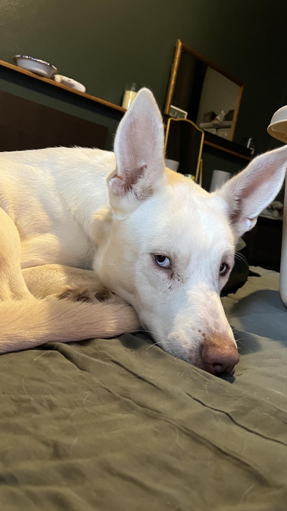 Thor, Adoptable, Adult Male Husky & Shepherd.