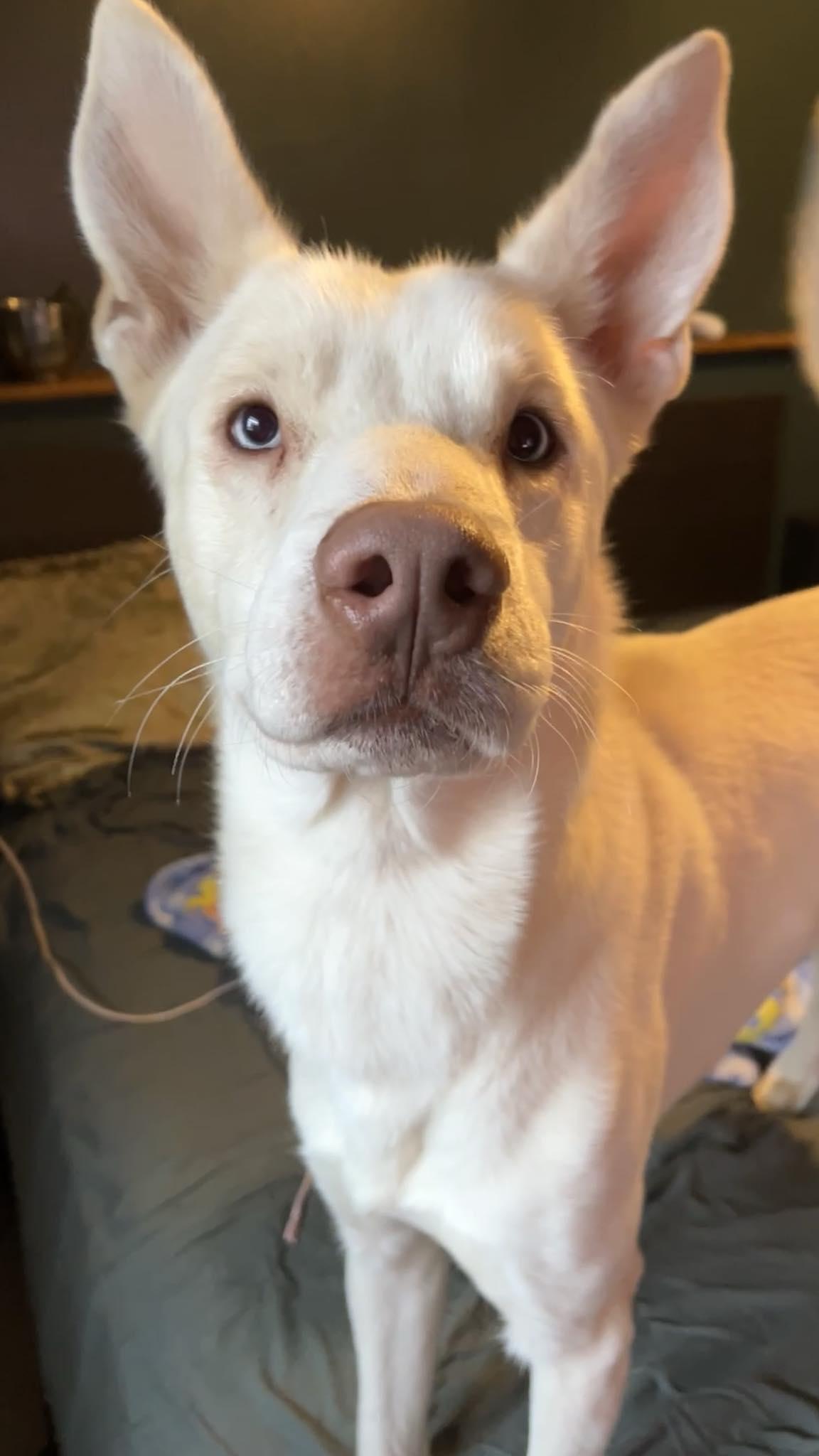 Thor, a Adoptable mixed breed in Onalaska, WI image 2/6