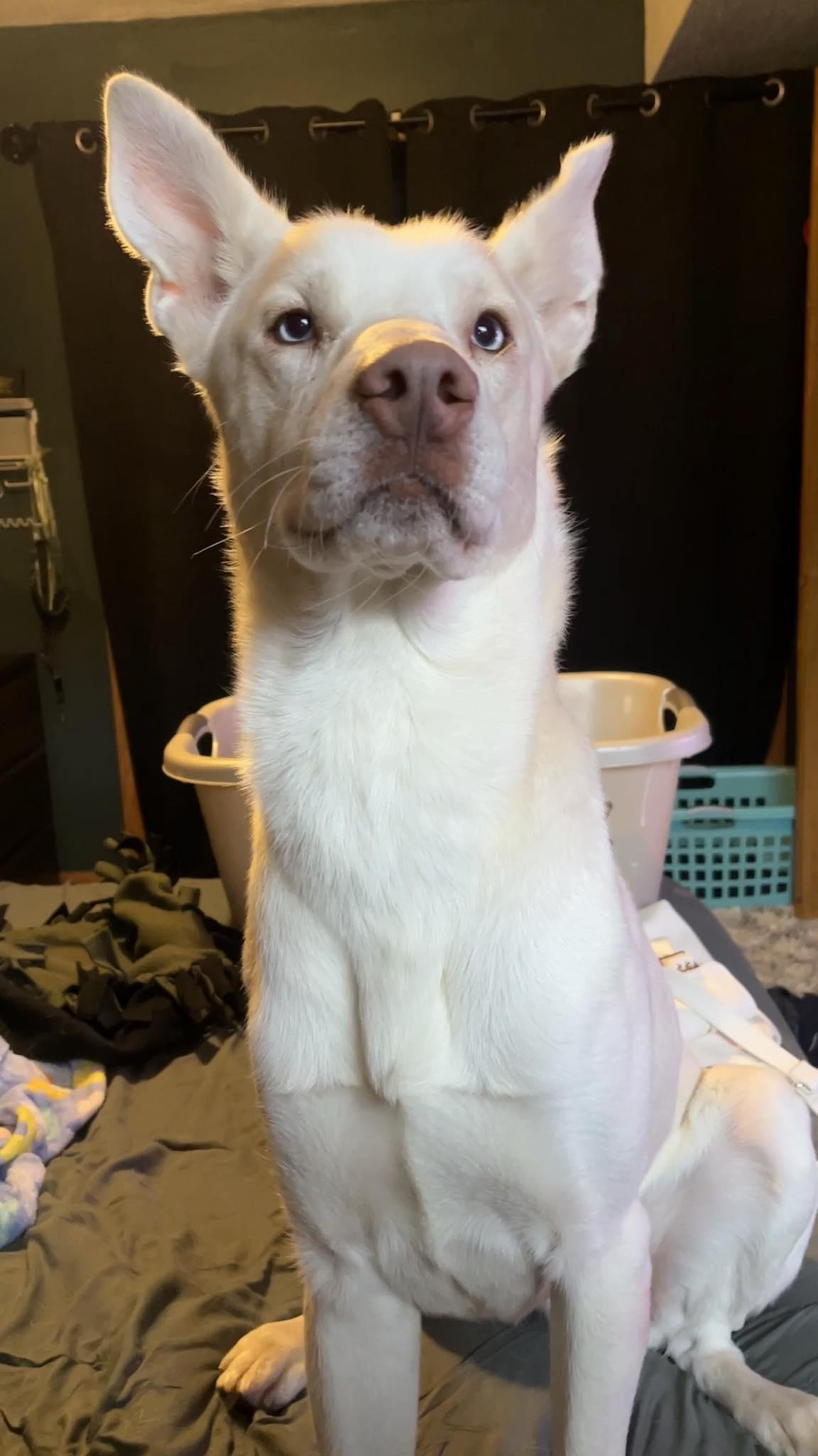 Thor, a Adoptable mixed breed in Onalaska, WI image 3/6