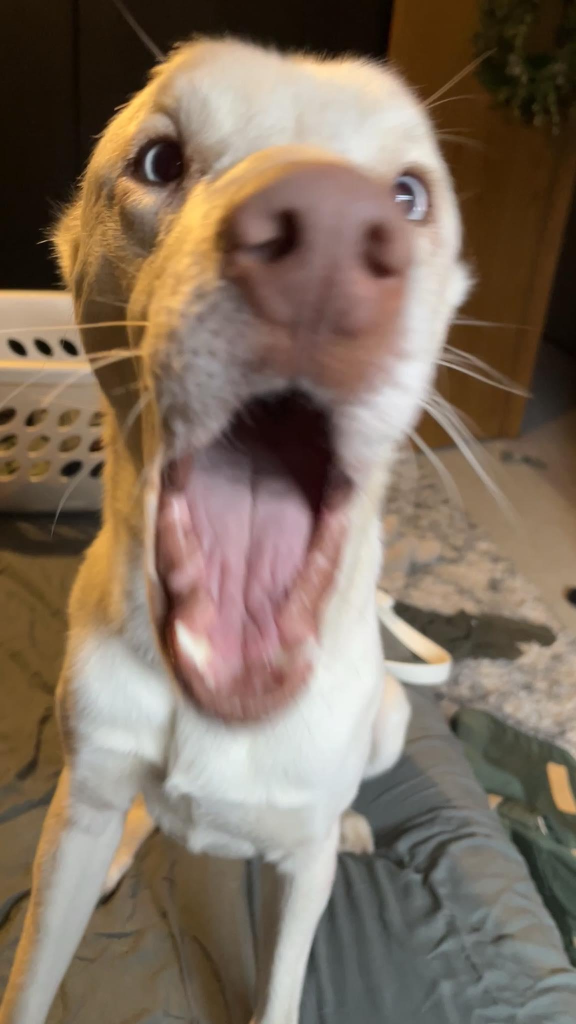 Thor, a Adoptable mixed breed in Onalaska, WI image 4/6