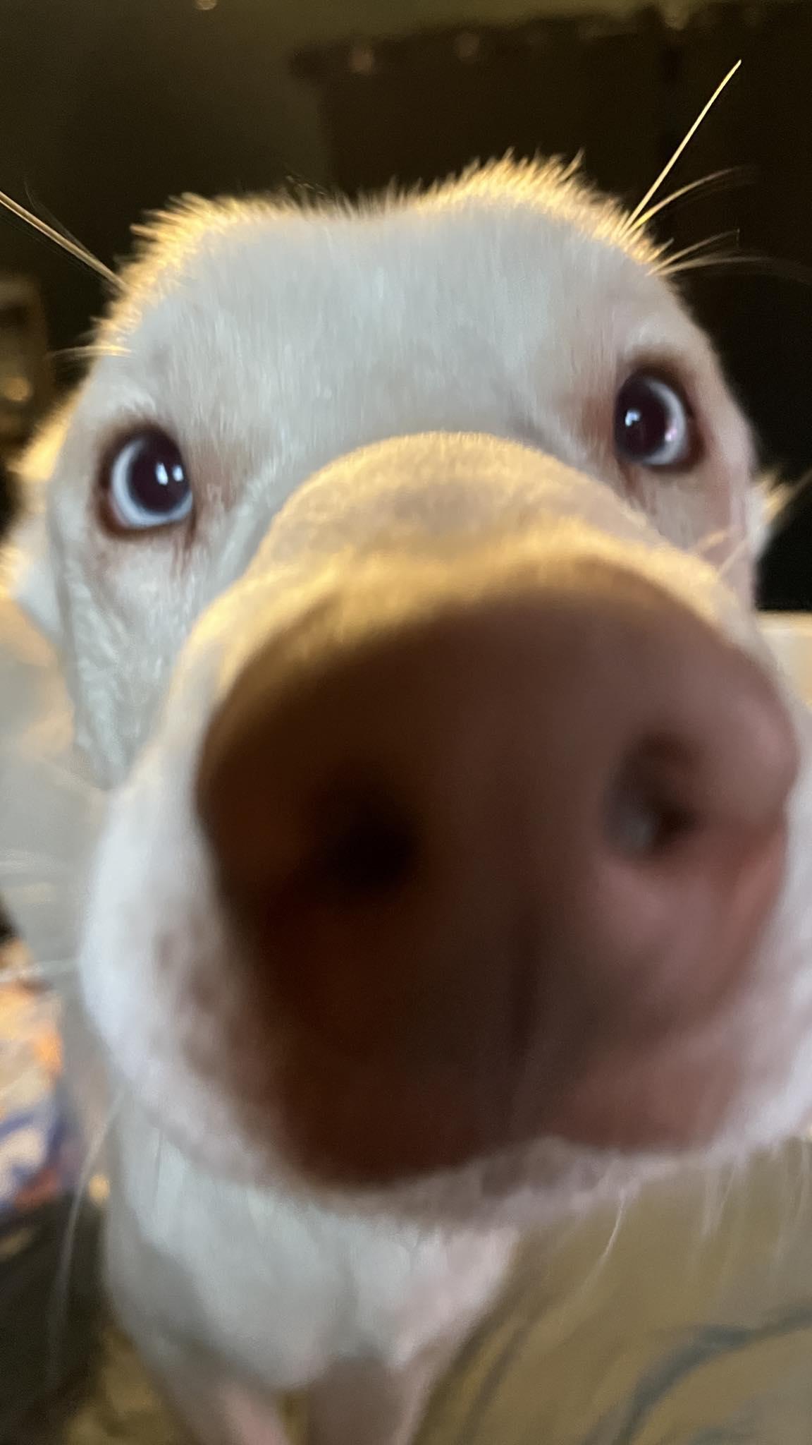 Thor, a Adoptable mixed breed in Onalaska, WI image 5/6