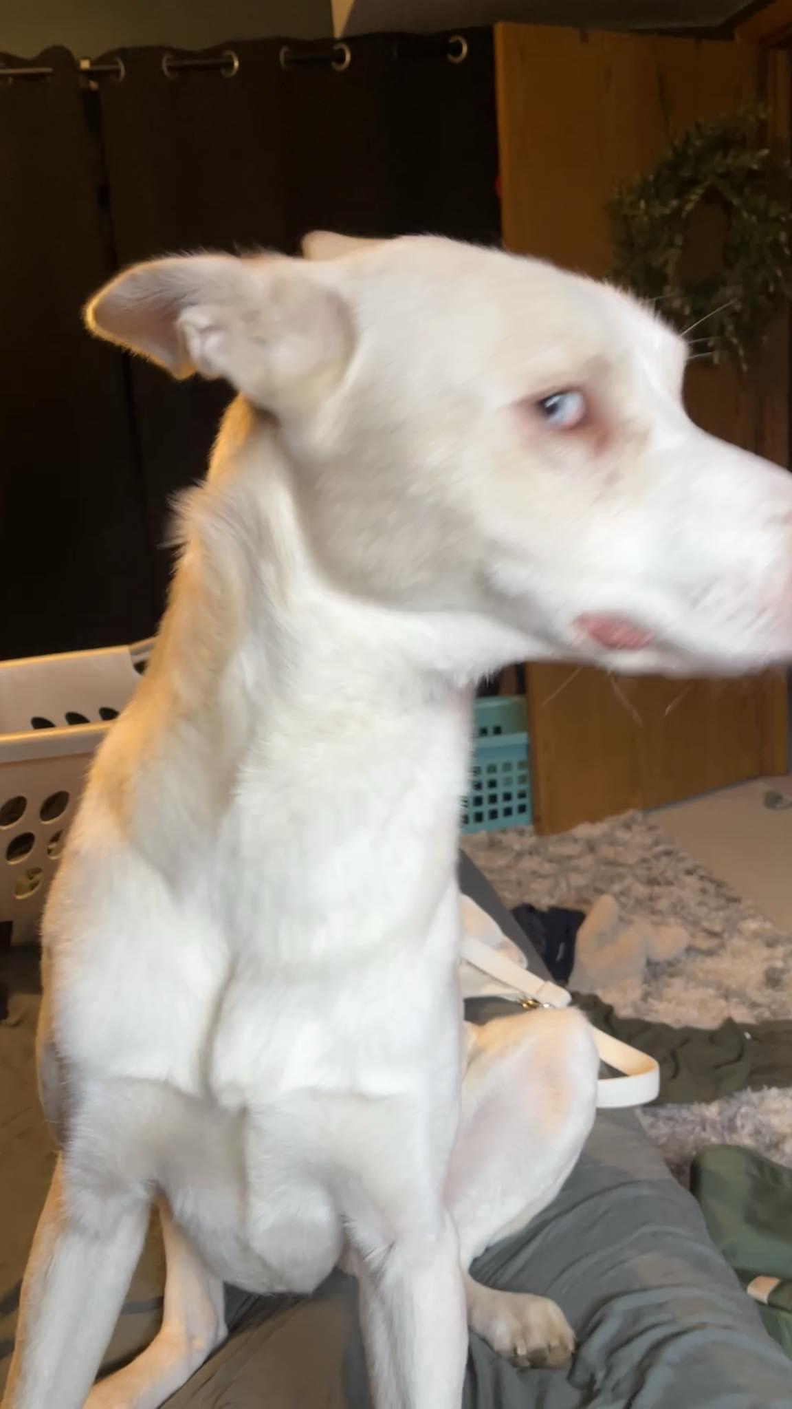 Thor, a Adoptable mixed breed in Onalaska, WI image 6/6