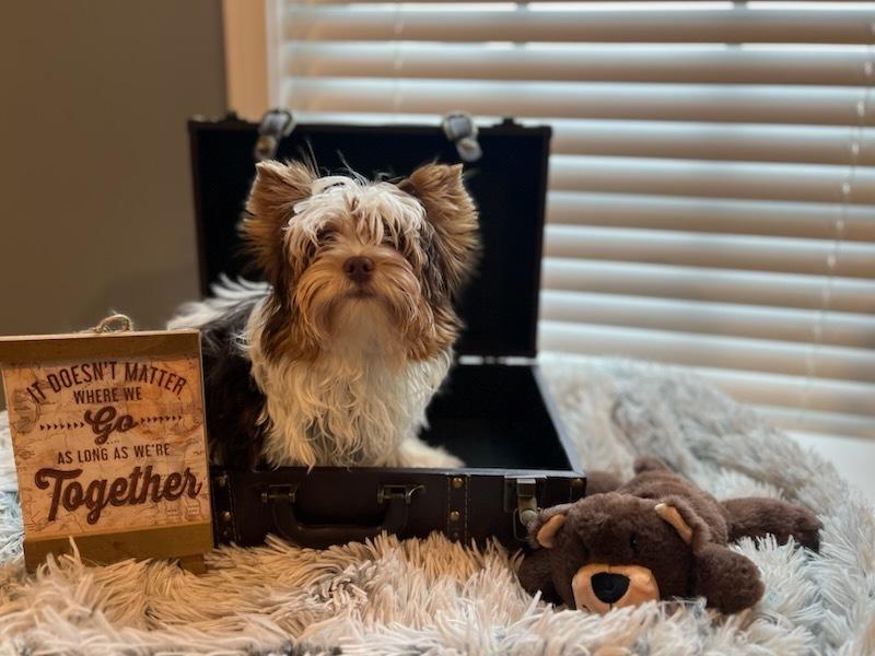 CHIP, Adoptable, Young Male Yorkshire Terrier.