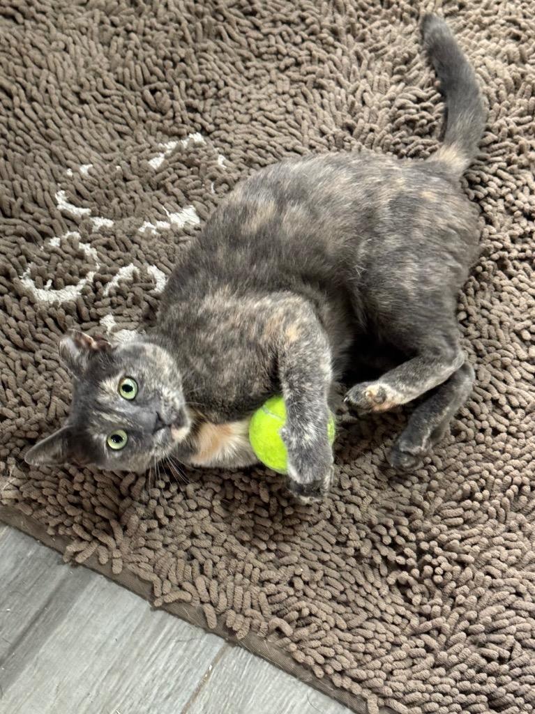 Madeline, Adoptable, Young Female Domestic Short Hair.