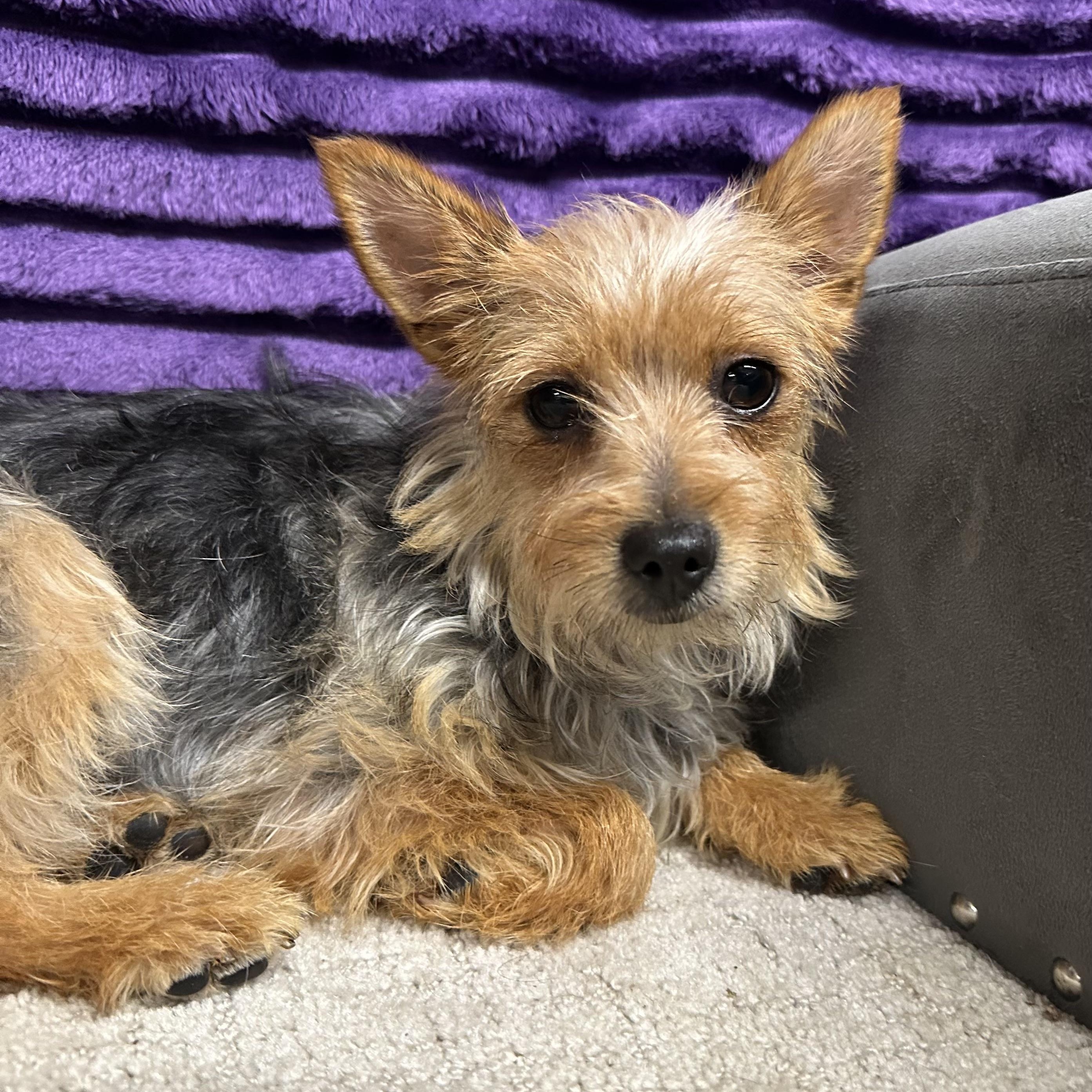 Putnam-Foster Home Needed