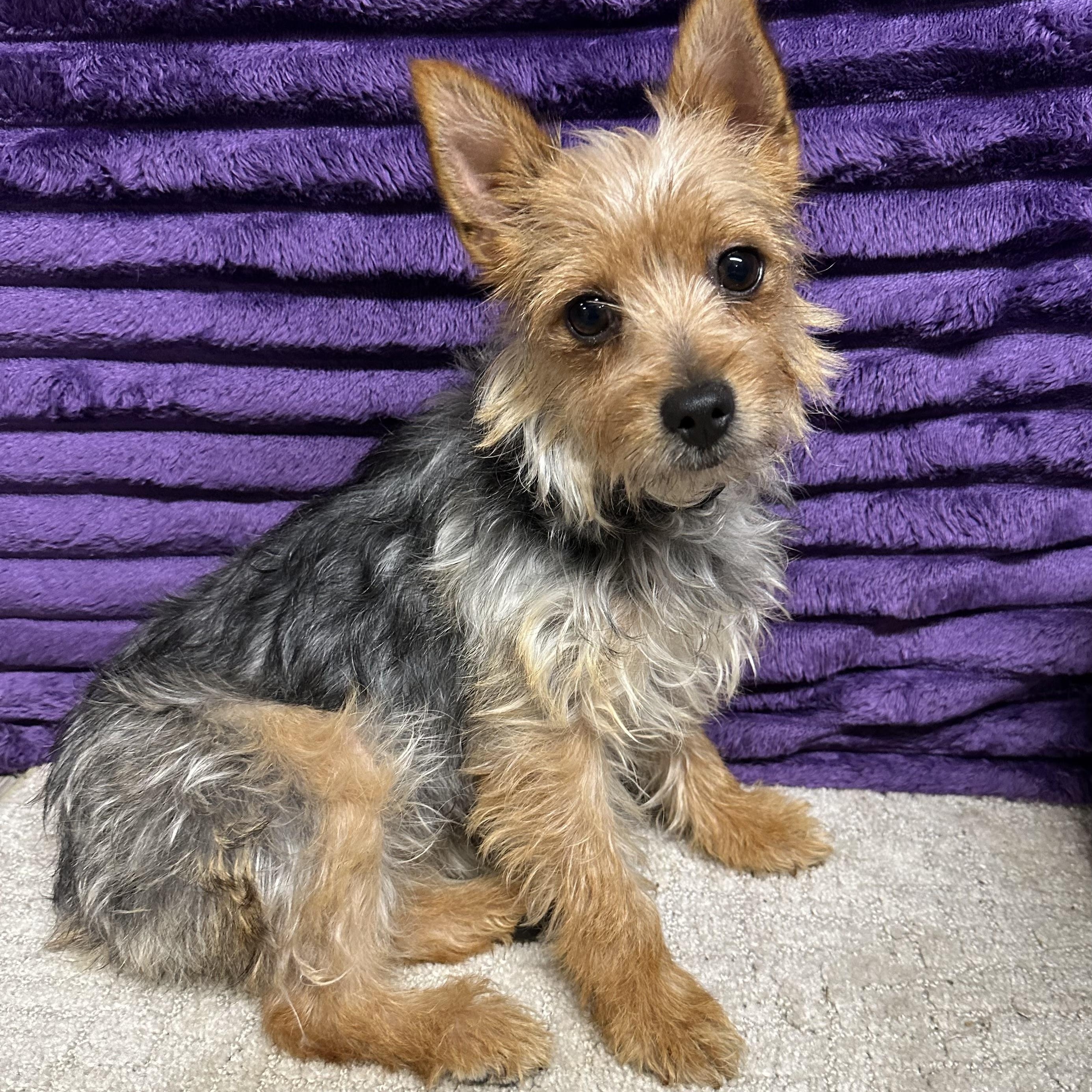 Putnam-Foster Home Needed