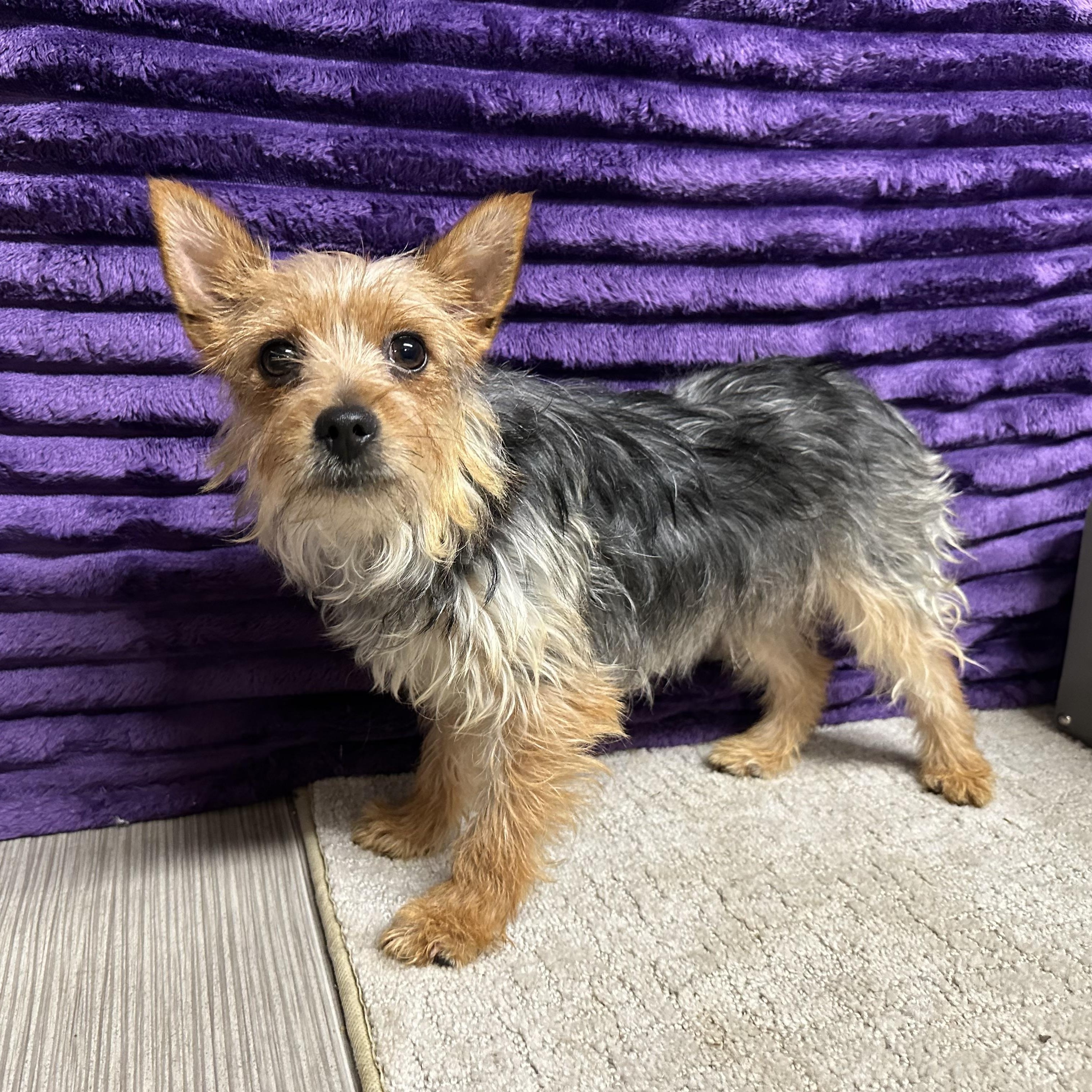 Putnam-Foster Home Needed