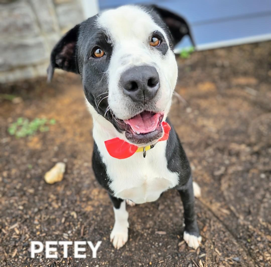 Petey - WHAT ARE YOU WAITING FOR?