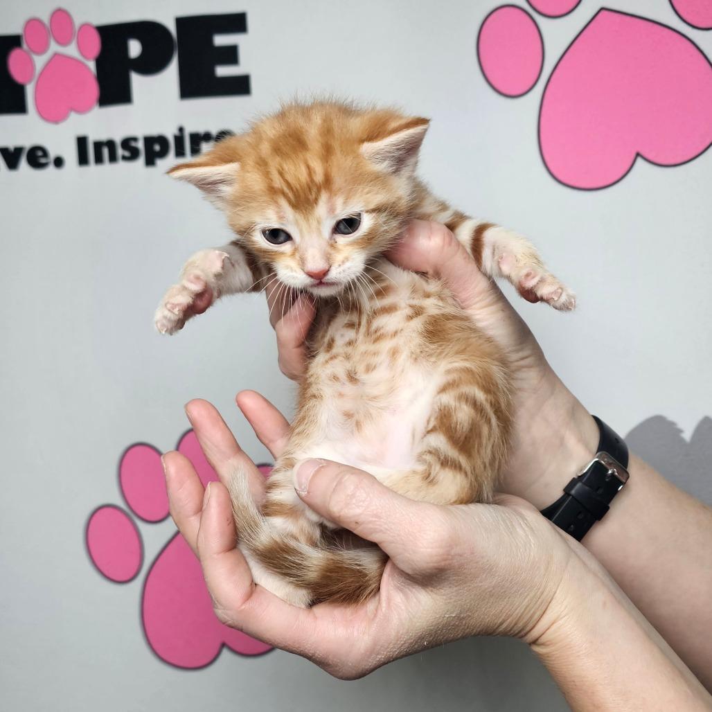 Waffle, Adoptable, Kitten Male American Shorthair.