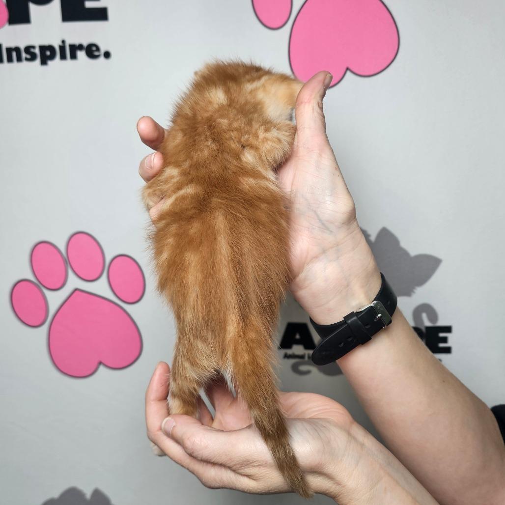 Waffle, a Adoptable mixed breed in Milton, FL image 2/2