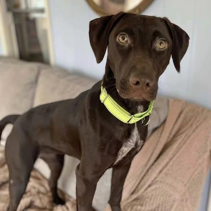 Snuzzle, Adoptable, Young Female Chocolate Labrador Retriever & German Shorthaired Pointer.