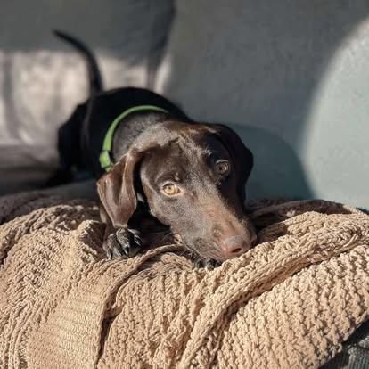 Snuzzle, a Adoptable mixed breed in Brooks, ME image 2/3